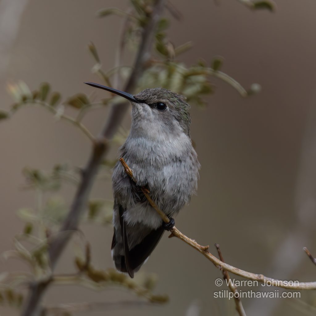 Costa’s Hummingbird-2