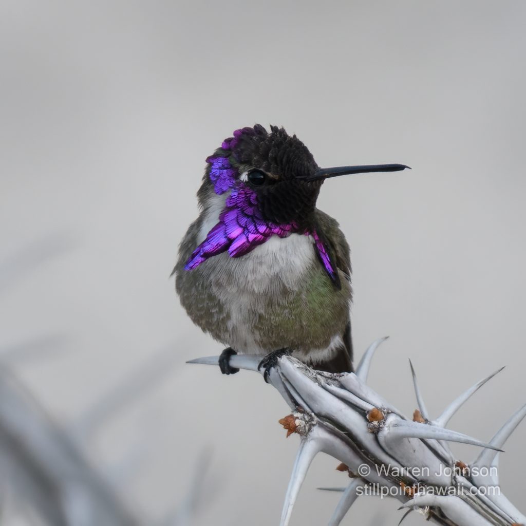 Costa’s Hummingbird-5