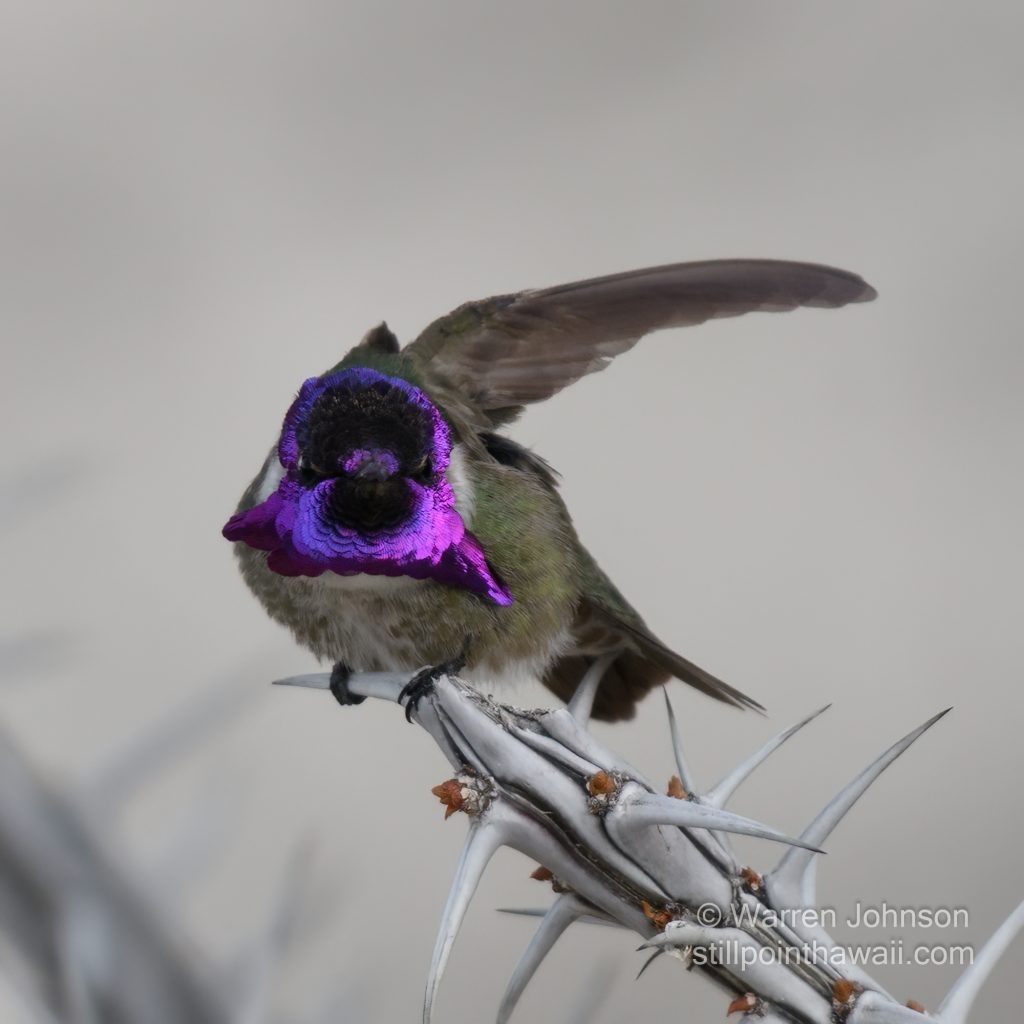 Costa’s Hummingbird-9