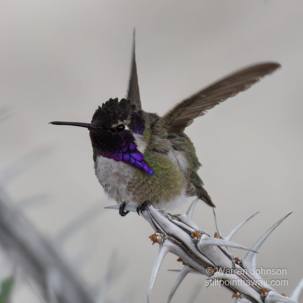 Costa’s Hummingbird-10