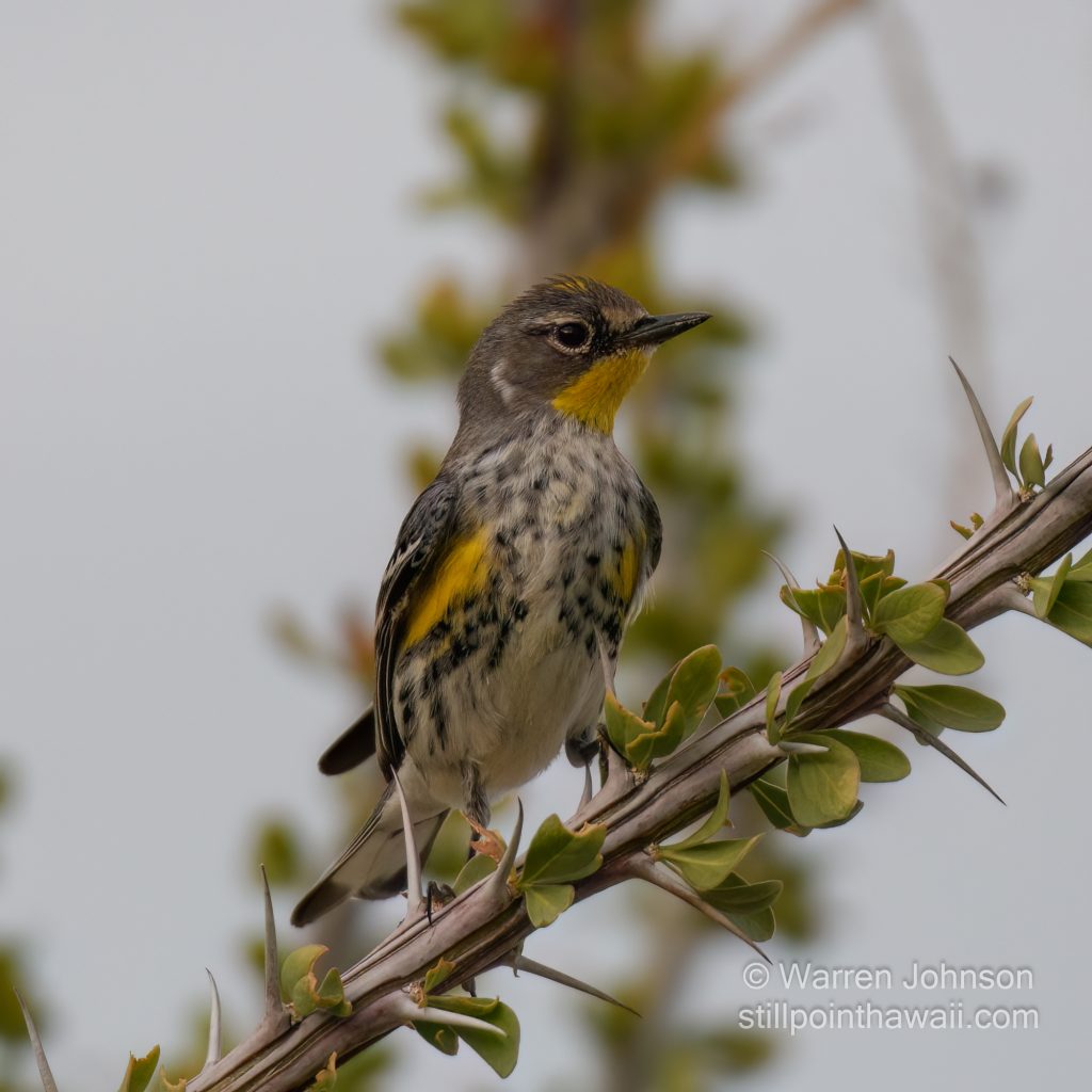 Yellow-rumped Warbler-1